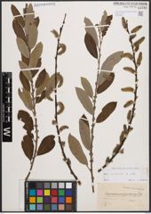 Foto von Salix cinerea L.